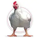 Incorporer La Lysine Et La Méthionine Dans L’alimentation Du Poulet De Chair